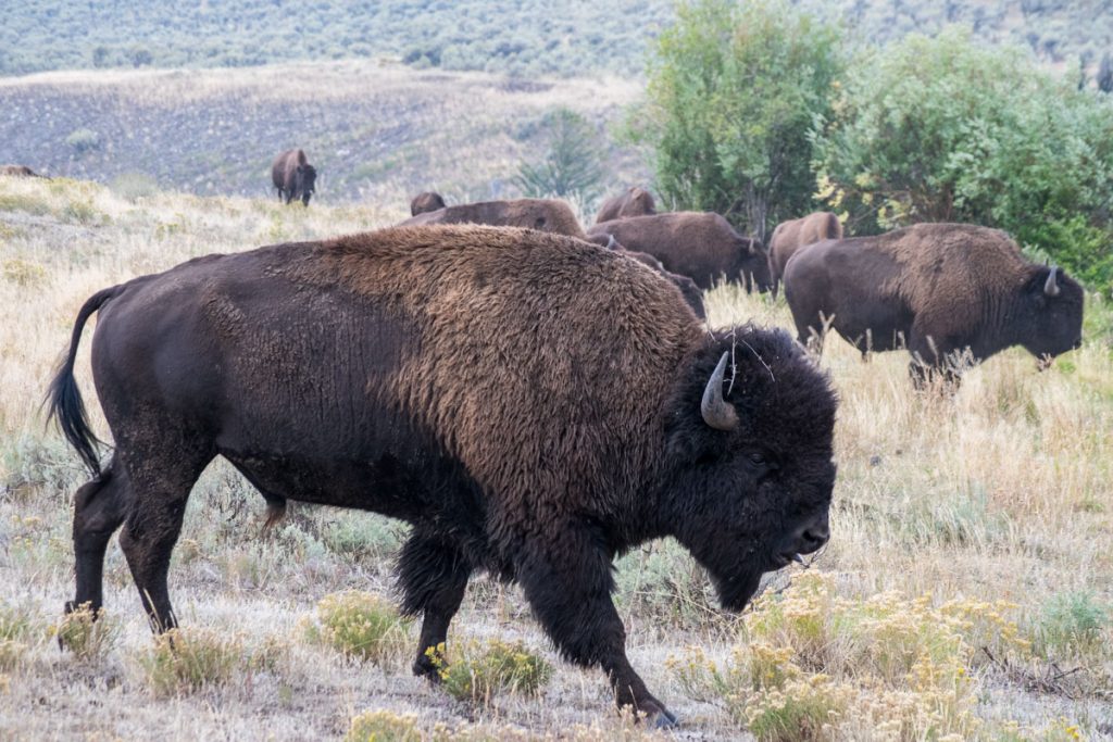 Herd of bison, Lamar Valley, Yellowstone National Park