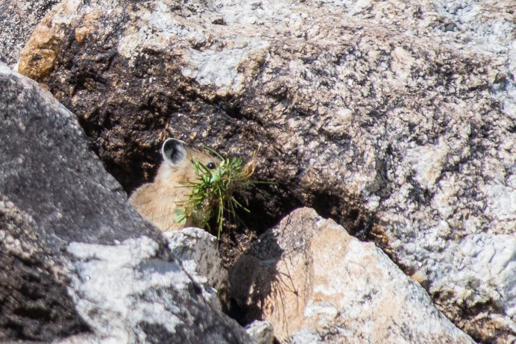 Pika around Amphitheater Lake, Grand Teton National Park