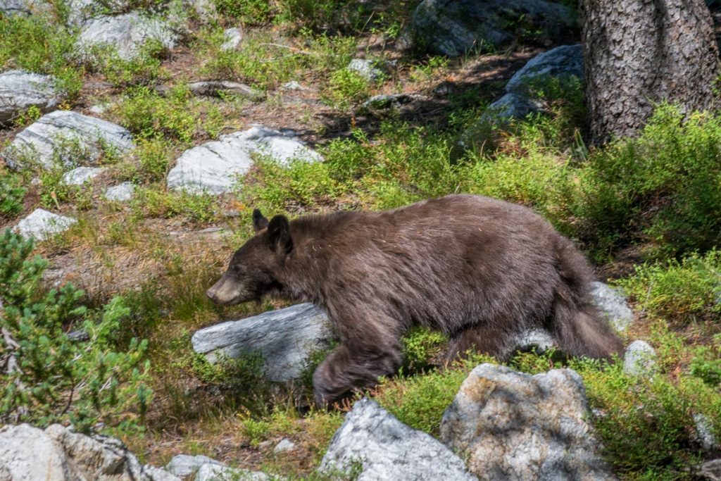 Young Bear in Grand Teton National Park