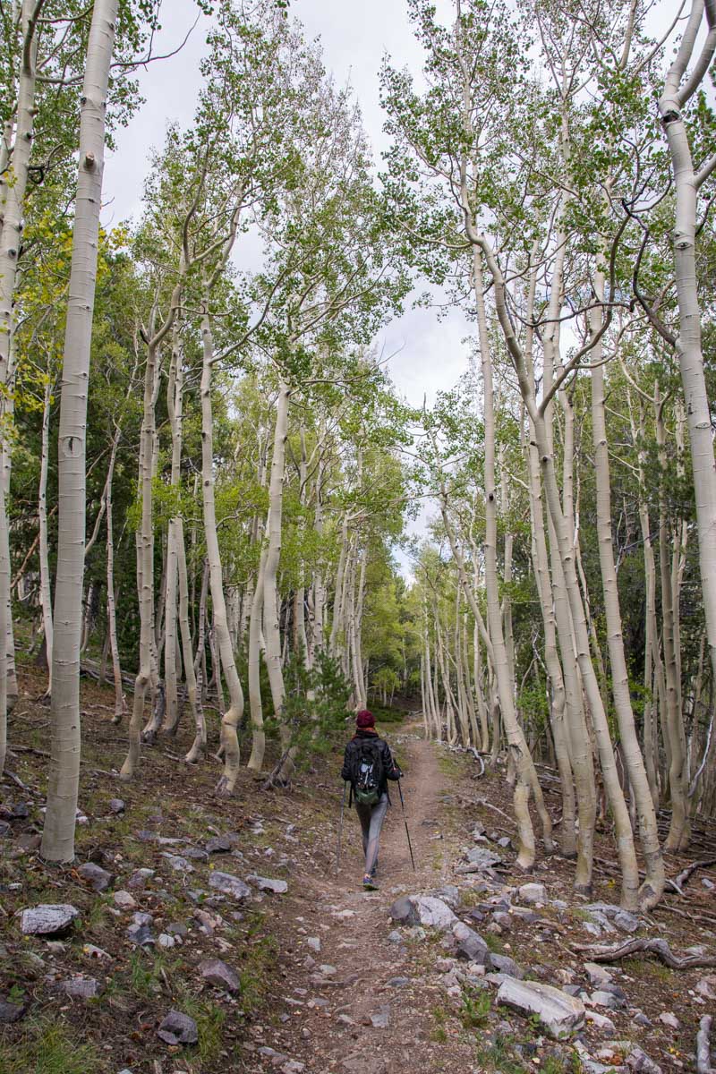 Wheeler Peak Summit Trail