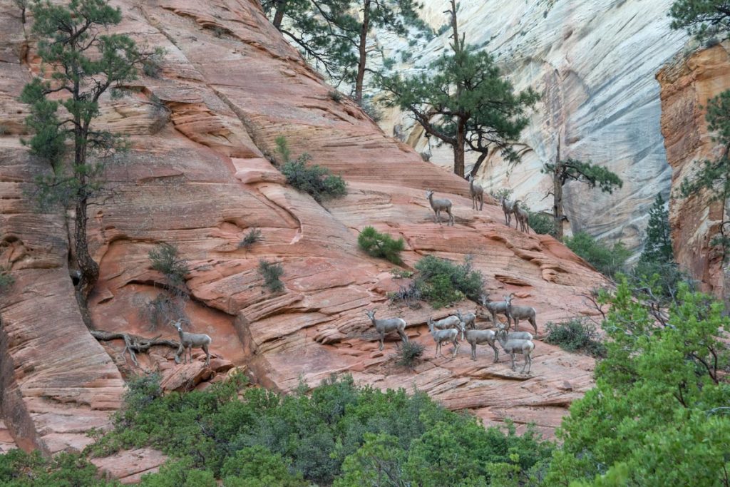 Bighorn sheep on Observation Point Trail, Zion National Park