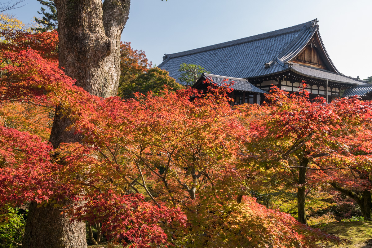 Autumn colors, Tofukuji Temple, Kyoto